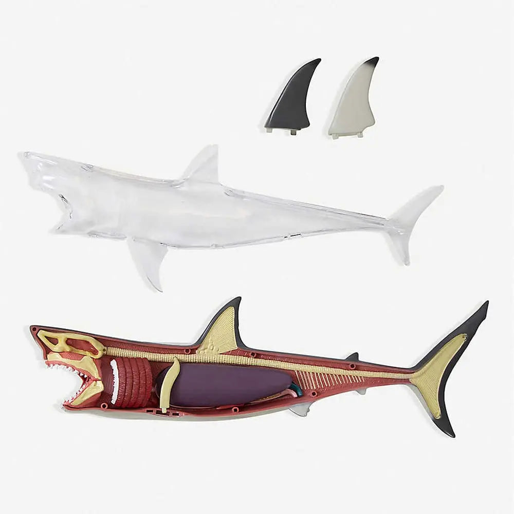 Discovery Anatomy Model 4D Shark